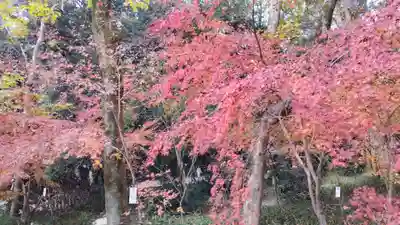 賀茂御祖神社（下鴨神社）の自然