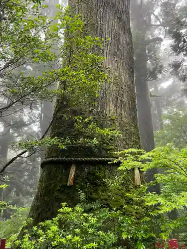箱根神社(神奈川県)