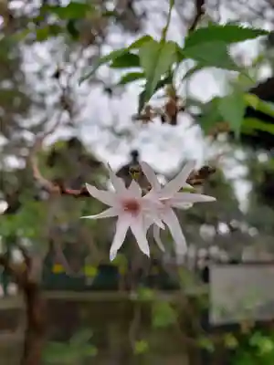 妙法寺(東京都)