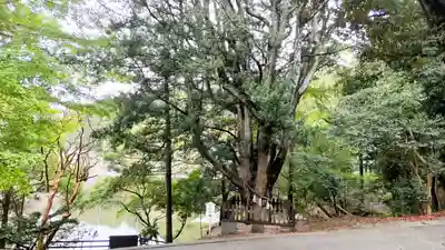 安房神社(千葉県)