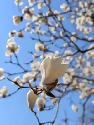柏の宮稲荷神社(東京都)