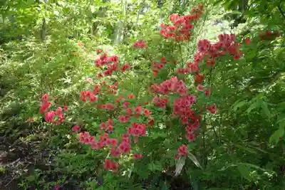 大和田神社　奥宮の自然