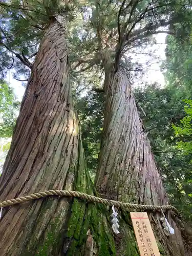 戸隠神社火之御子社の自然
