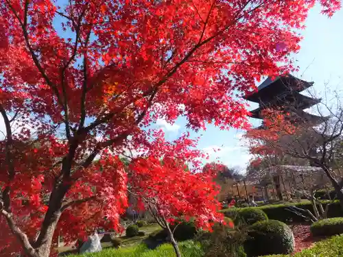 東寺（教王護国寺）の自然