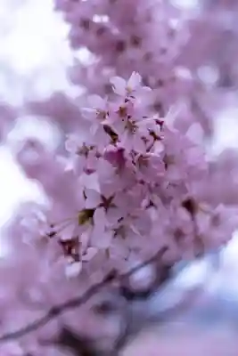 新城藤原神社(長野県)