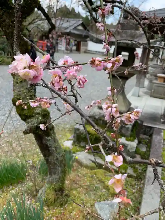今熊野観音寺の自然