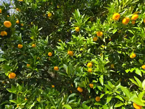 菓祖神社（吉田神社境内社）(京都府)