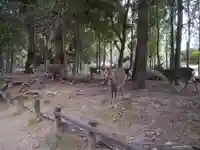 春日大社の動物