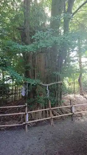 大國魂神社の自然