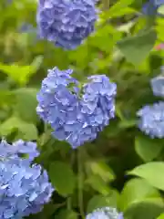 三室戸寺の自然