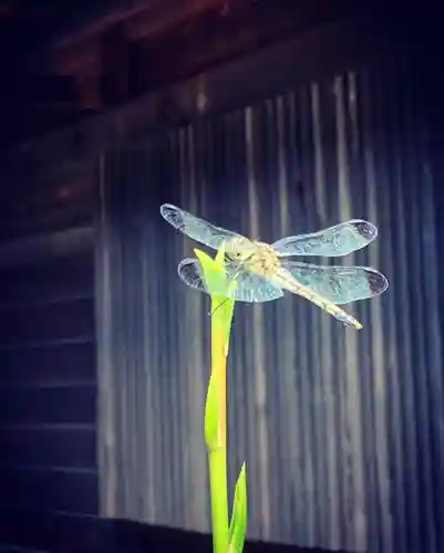 滑川神社 - 仕事と子どもの守り神の動物