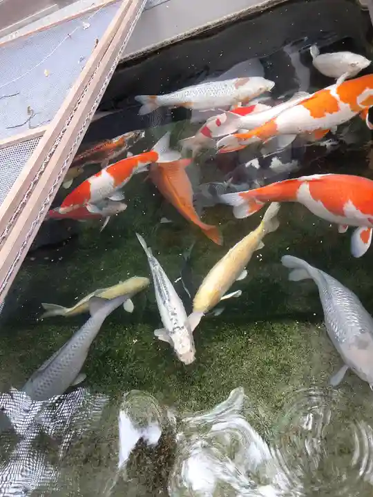 大聖観音寺(あびこ観音)の動物