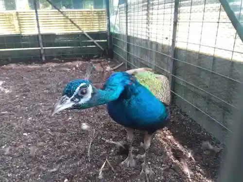 福井県護国神社(福井県)