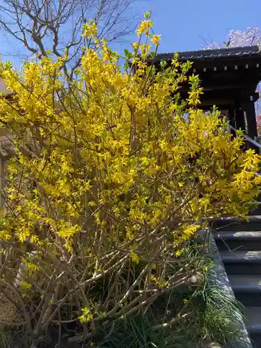 光照寺(神奈川県)