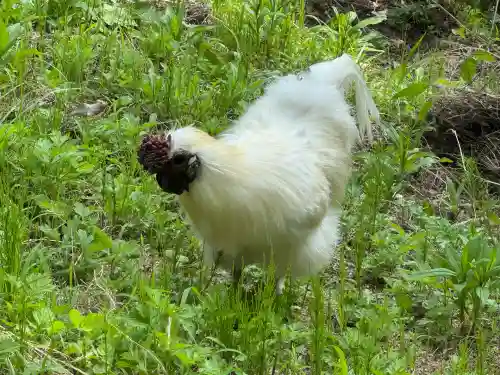 高屋敷稲荷神社(福島県)