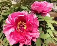 真言宗 善通寺派 薬王寺の自然