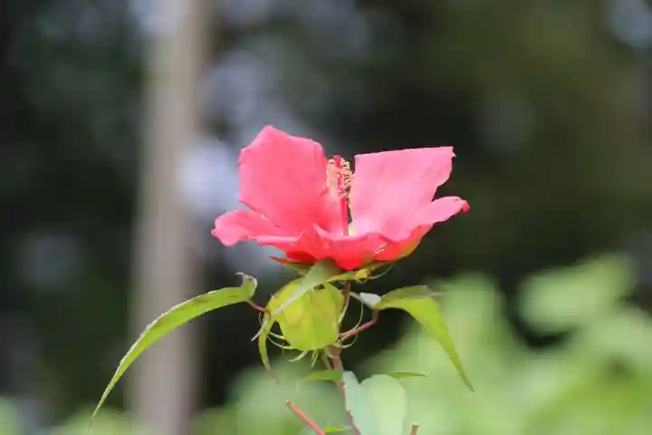 阿久津「田村神社」(郡山市阿久津町)旧社名:伊豆箱根三嶋三社の庭園