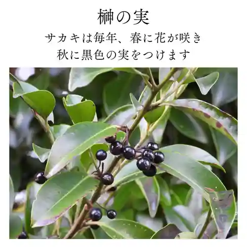 諫早神社（九州総守護  四面宮）の自然