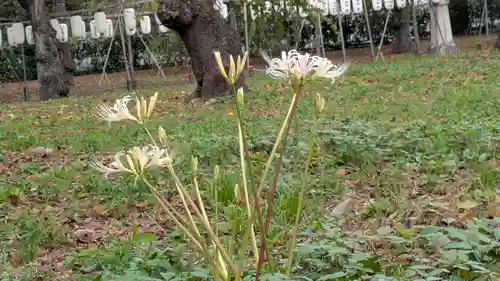 平野神社(京都府)