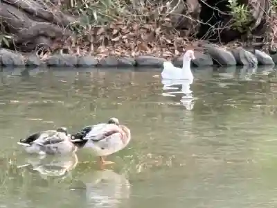 生島足島神社の{uncategorized: "未分類", other: "その他", undefined: "問題あり", building: "その他建物", grave: "お墓", sacred_gate: "鳥居", guardian: "狛犬", statue: "像", buddha: "仏像", history: "歴史", nature: "自然", garden: "庭園", animal: "動物", pagoda: "塔", temizu: "手水舎", mountain_gate: "山門・神門", sanctuary: "本殿・本堂", subordinate: "末社・摂社", art: "芸術", scenery: "景色", jizo: "地蔵", ema: "絵馬", goshuin: "御朱印", omikuji: "おみくじ", items: "授与品その他", amulet: "お守り", goshuincho: "御朱印帳", eats: "食事", festival: "お祭り", votive_dance: "神楽", shichigosan: "七五三参", wedding: "結婚式", experience: "体験その他", initially: "初詣", around: "周辺", anti_infection: "感染症対策"}