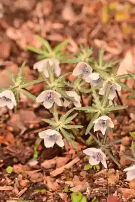 金峰神社(高知県)