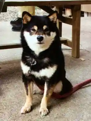 上目黒氷川神社(東京都)