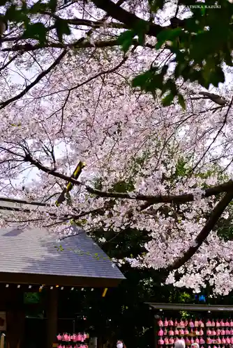 櫻木神社の自然
