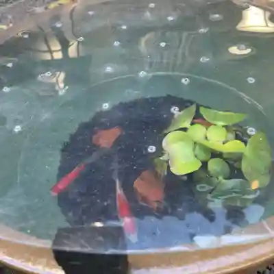 日本橋日枝神社(東京都)