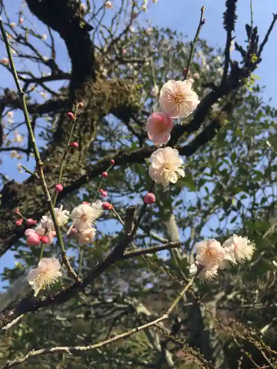 三室戸寺の自然