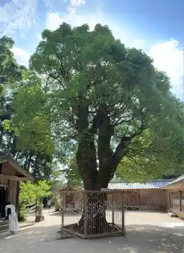 櫻井神社(福岡県)