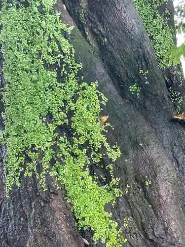 乎豆神社の自然