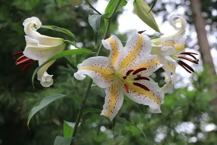 阿久津「田村神社」(郡山市阿久津町)旧社名:伊豆箱根三嶋三社の自然