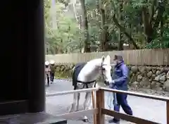 伊勢神宮内宮（皇大神宮）の動物