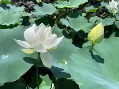雲龍山 本證寺(愛知県)