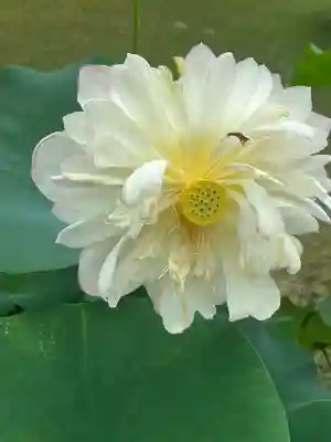 三室戸寺(京都府)