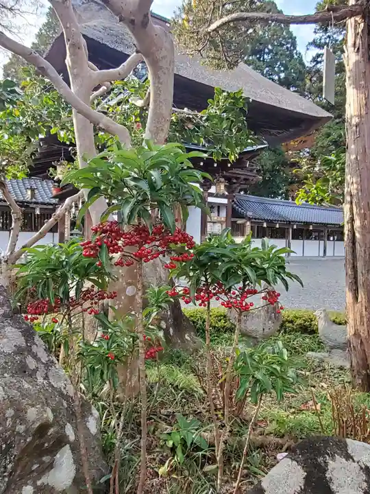 沙沙貴神社の自然