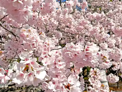 近江神宮の自然