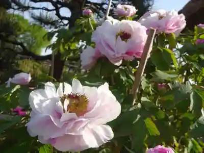 牡丹稲荷神社の自然