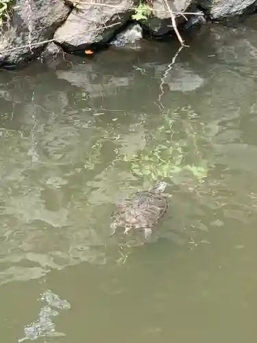 寒川神社の動物