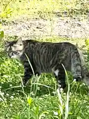 上伊那招魂社の動物