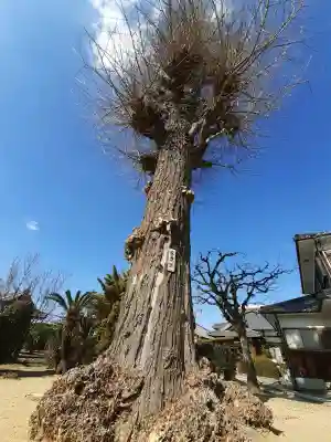 法雲寺(大阪府)