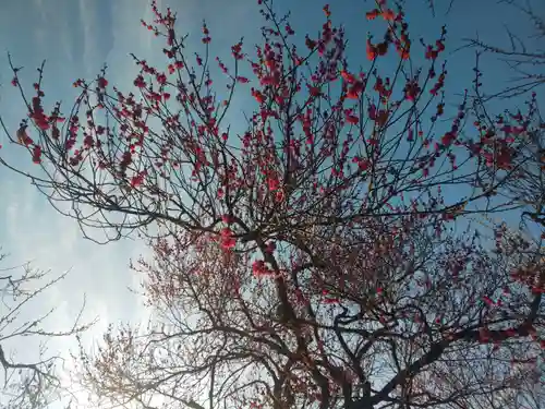 茨城縣護國神社の自然
