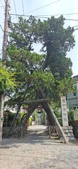 荏柄天神社(神奈川県)