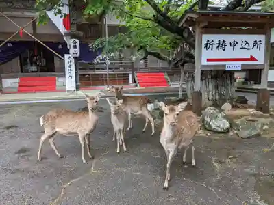 金華山黄金山神社(宮城県)