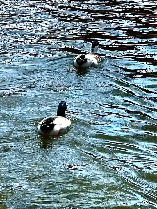 生島足島神社の動物