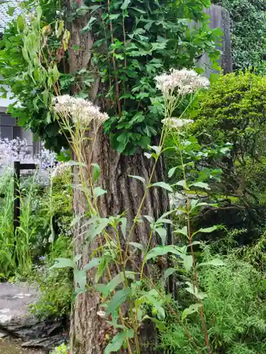 法善寺(埼玉県)
