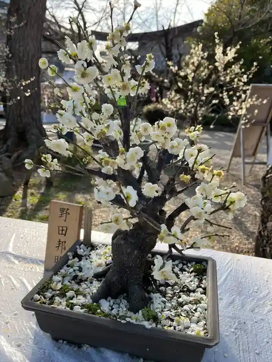 道明寺天満宮(大阪府)