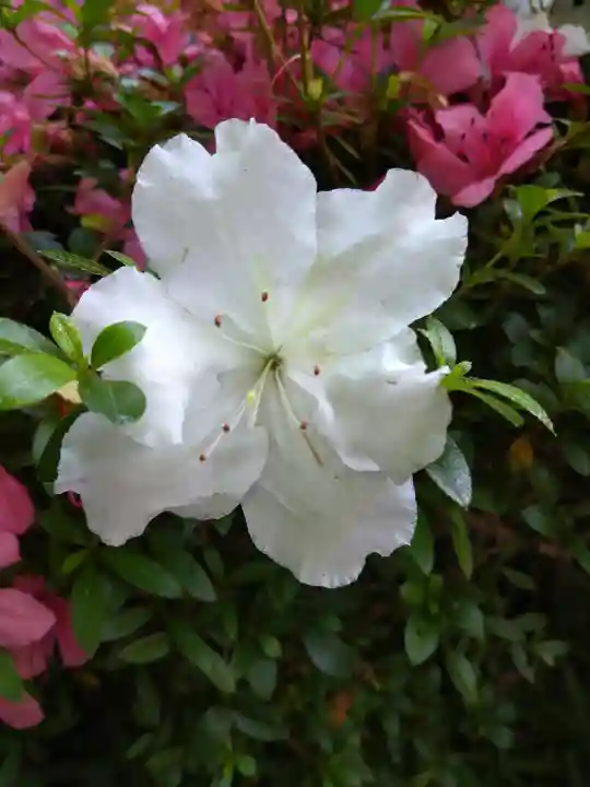 阿智神社の自然