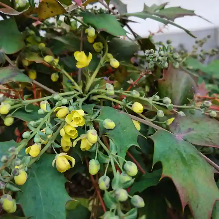 三輪神社の自然