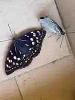 国宝 大法寺(長野県)